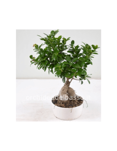 Pianta bonsai, varietà ficus