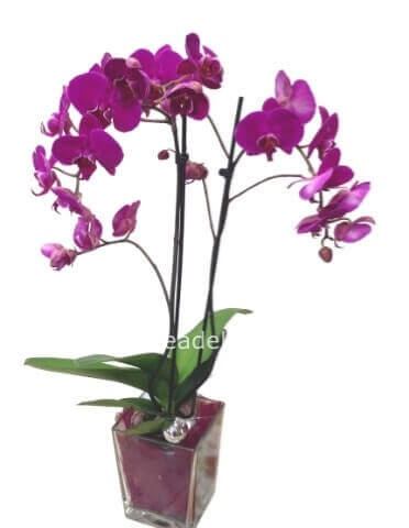 Phaelenopsis (richiedere disponibilità 1 stelo)