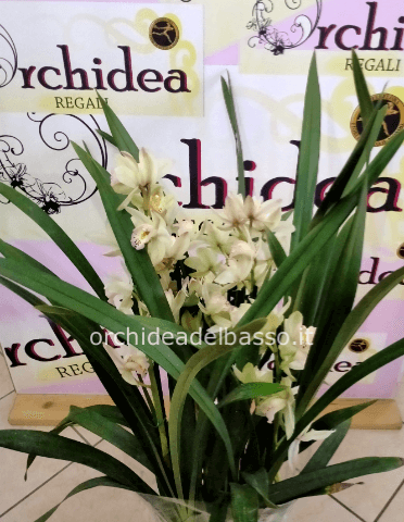 Cymbidium