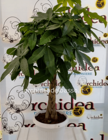 Pachira
