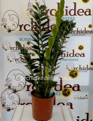 Zamia o pianta di Padre Pio