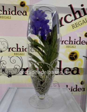 Orchidea Vanda (da ordinare preventivamente)